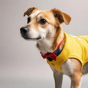 Dog Sweaters